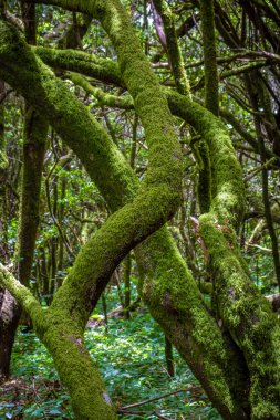 İspanya 'daki Kanarya Adaları' ndaki tropik orman manzarası