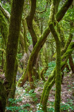İspanya 'daki Kanarya Adaları' ndaki tropik orman manzarası