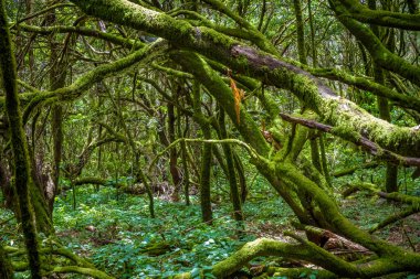 İspanya 'daki Kanarya Adaları' ndaki tropik orman manzarası