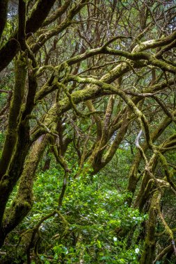 İspanya 'daki Kanarya Adaları' ndaki tropik orman manzarası