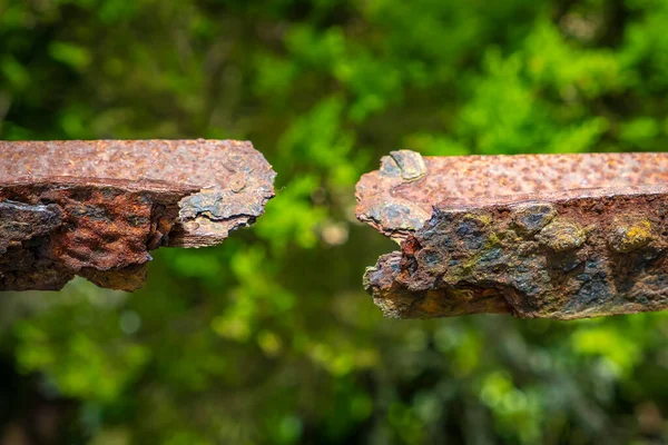 Boomstam Groene Achtergrond — Stockfoto