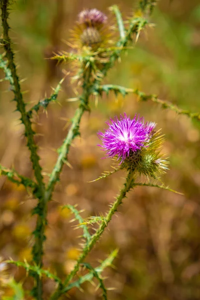 Pink Flower Tropical Forest Canary Islands Spain — Stock Photo, Image