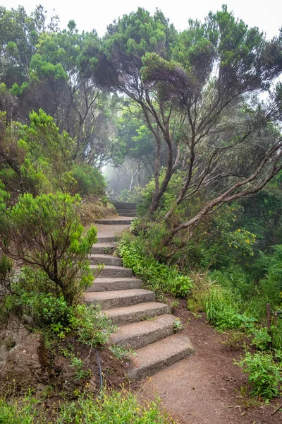 Trappenhuis Tropisch Bos Canarische Eilanden Spanje — Stockfoto