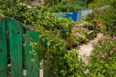 Meyvemsi yeşil dağ köyü Masca Tenerife 'deki Teno Kayalıkları' nda 