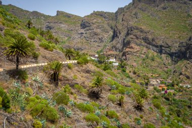 Meyvemsi yeşil dağ köyü Masca Tenerife 'deki Teno Kayalıkları' nda 