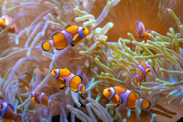 Poisson Coloré Nageant Dans Mer Sous Eau — Photo