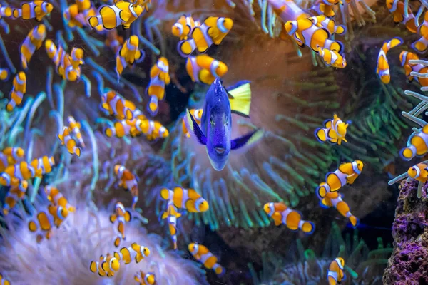 Coloridos Peces Nadando Mar Bajo Agua —  Fotos de Stock