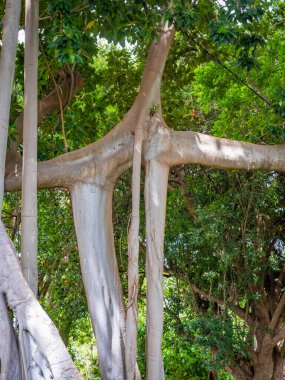 İncir ağacının çok özel hava kökleri, Tenerife 