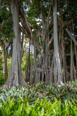 İncir ağacının çok özel hava kökleri, Tenerife 