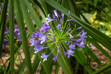 Tenerife 'de bir bahçede farklı bitkiler 
