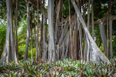 İncir ağacının çok özel hava kökleri, Tenerife 