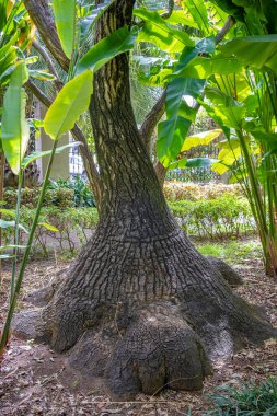 Tenerife 'de bir bahçede farklı bitkiler  