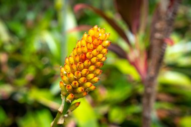 Tenerife 'de bir bahçede Aechmea Comata Magoyana 
