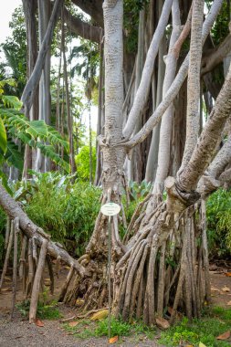İncir ağacının çok özel hava kökleri, Tenerife 