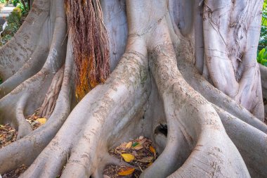 İncir ağacının çok özel hava kökleri, Tenerife 