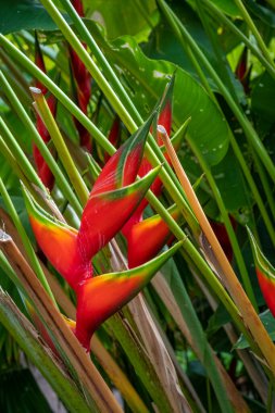Atlantik 'ten gelen dalgalar İspanya' nın Canaria Adaları, Tenerife 'deki Puerto de la Cruz' daki Martianez körfezindeki taş duvarları yıkıyor.