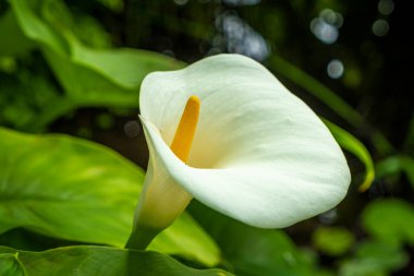 Atlantik 'ten gelen dalgalar İspanya' nın Canaria Adaları, Tenerife 'deki Puerto de la Cruz' daki Martianez körfezindeki taş duvarları yıkıyor.