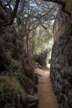 Playa los Patos Cliffwalk, Tenerife, İspanya 