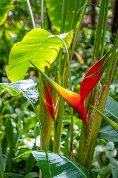 Colorful Heliconia Wonderful Garden Tenerife — Stock Photo, Image