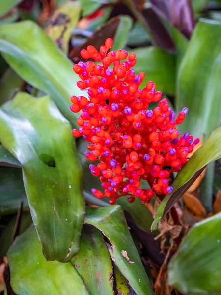 Tenerife Bir Bahçede Farklı Bitkiler — Stok fotoğraf