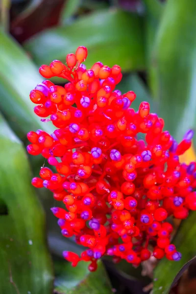 Different Plants Garden Tenerife — Stock Photo, Image