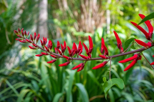 Kırmızı Erythrina Bidwillii Tenerife Bir Bahçede — Stok fotoğraf