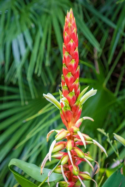Special Pitcairnia Maidifolia Garden Tenerife — Stock Photo, Image