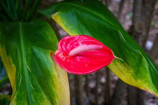 Red Calla Wonderful Garden Tenerife — Stock Photo, Image