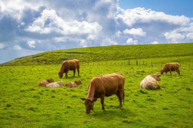 Moher Kayalıklarında inek ve buzağılar 