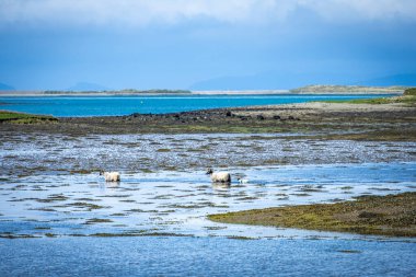 Ireland 'ın yeşil arazilerinde koyunlar ve kuzular Atlantik kıyısında 