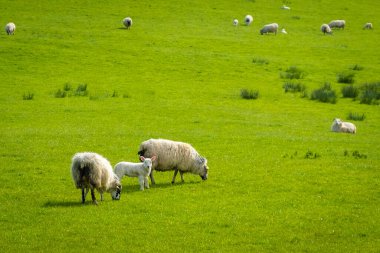 Ireland 'ın yeşil arazilerinde koyunlar ve kuzular Atlantik kıyısında 
