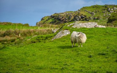 Ireland 'ın yeşil arazilerinde koyunlar ve kuzular Atlantik kıyısında 