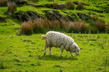 Ireland 'ın yeşil arazilerinde koyunlar ve kuzular Atlantik kıyısında 