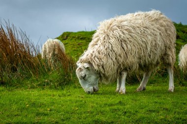 Ireland 'ın yeşil arazilerinde koyunlar ve kuzular Atlantik kıyısında 