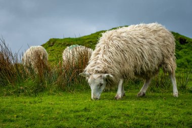 Ireland 'ın yeşil arazilerinde koyunlar ve kuzular Atlantik kıyısında 