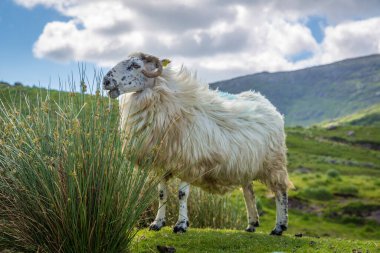 Ireland 'ın yeşil arazilerinde koyunlar ve kuzular Atlantik kıyısında 