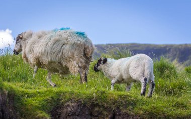 Ireland 'ın yeşil arazilerinde koyunlar ve kuzular Atlantik kıyısında 
