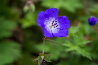 Yeşil bahçede güzel çiçekler