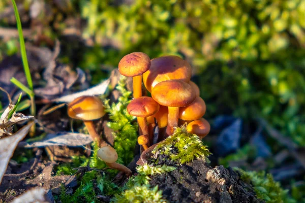 Las Setas Sobre Raíz Del Árbol — Foto de Stock