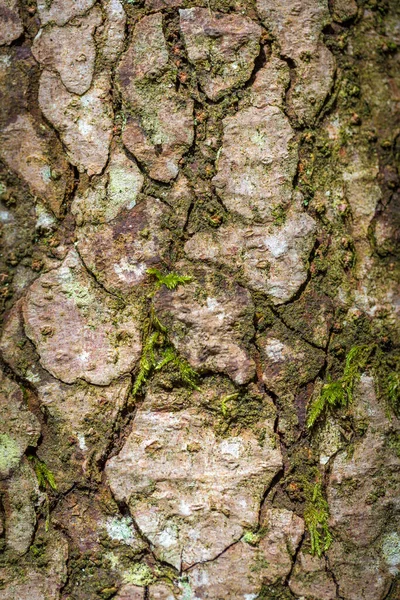 Trädstam Med Grön Mossa — Stockfoto