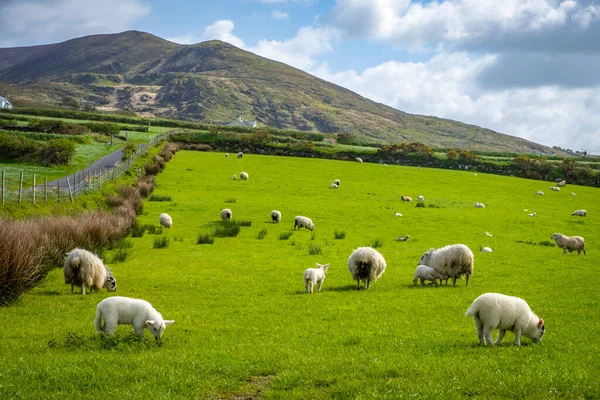 Ireland 'ın yeşil arazilerinde koyunlar ve kuzular Atlantik kıyısında 