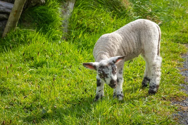 Ovejas Corderos Los Campos Verdes Irlanda Costa Atlántica —  Fotos de Stock