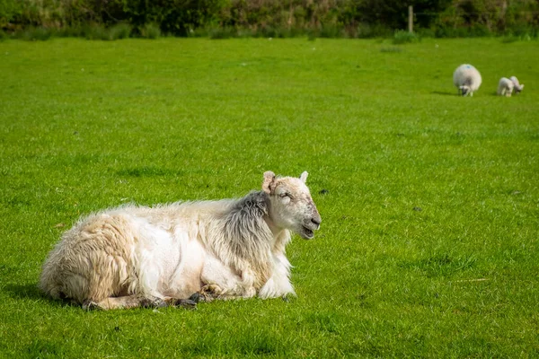 Owce Jagnięta Polach Zielonych Irelands Wybrzeżu Atlantyku — Zdjęcie stockowe