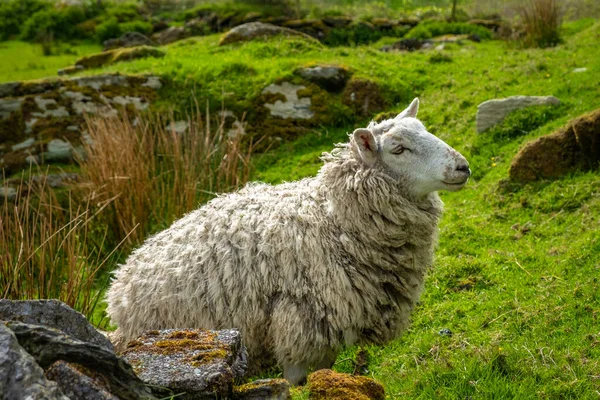 Овцы Ягнята Ирландских Зеленых Полях Атлантическом Побережье — стоковое фото
