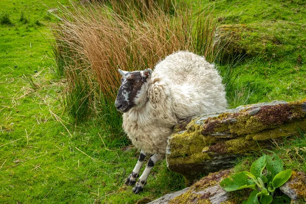 Ovejas Corderos Los Campos Verdes Irlanda Costa Atlántica —  Fotos de Stock