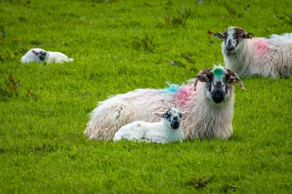 Sheeps and Lambs on Irelands green fields an at the Atlantic coast