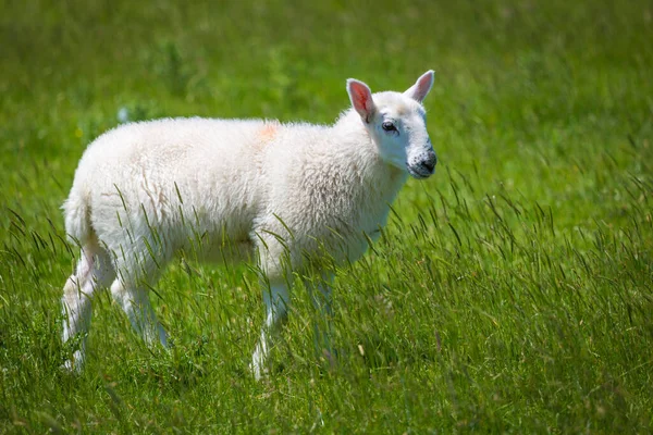Овцы Ягнята Ирландских Зеленых Полях Атлантическом Побережье — стоковое фото