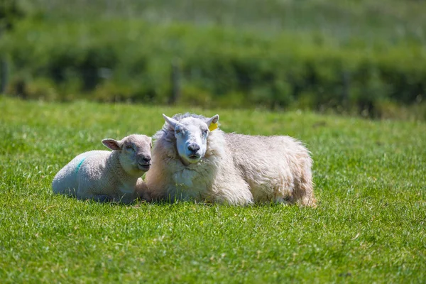 Schapen Lammeren Ierse Groene Velden Aan Atlantische Kust — Stockfoto