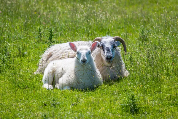 Schapen Lammeren Ierse Groene Velden Aan Atlantische Kust — Stockfoto