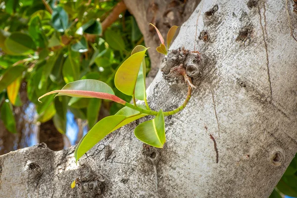 Hojas Verdes Árbol Jardín —  Fotos de Stock